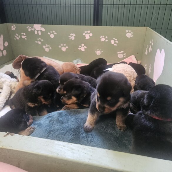 Rottweiler - Both