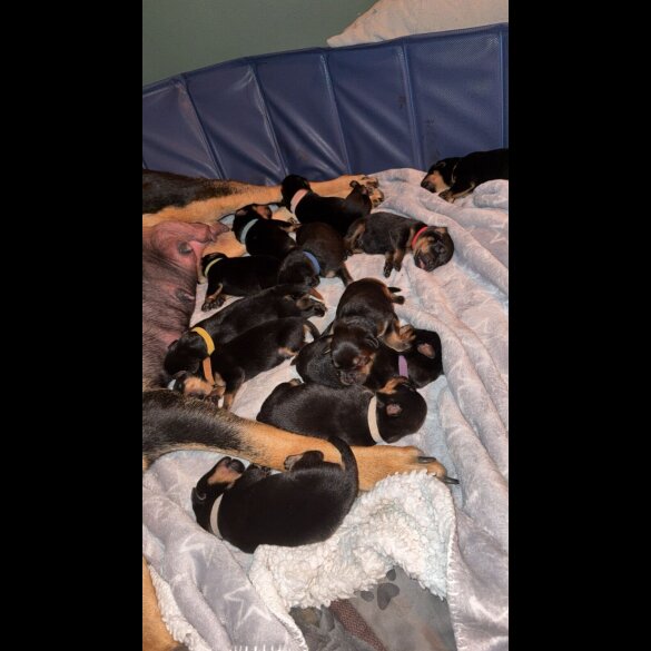 Rottweiler - Both