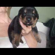 Rottweiler - Both