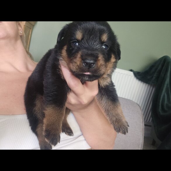 Rottweiler - Both