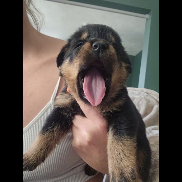 Rottweiler - Both