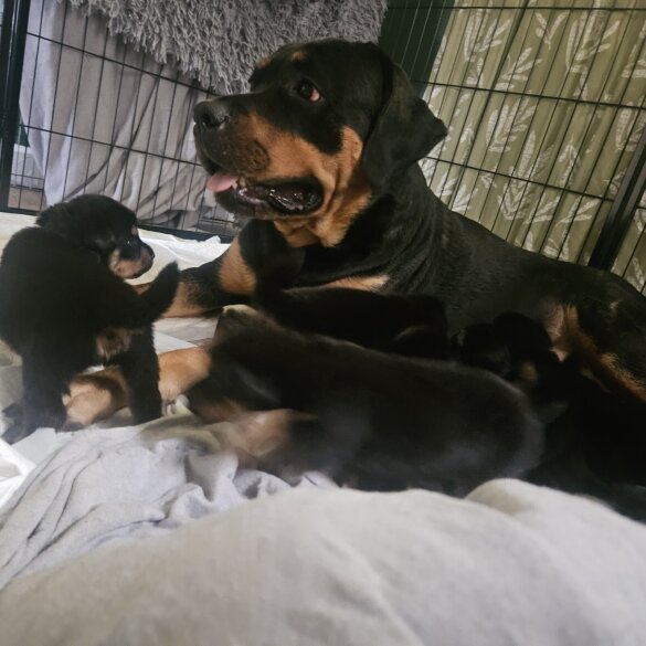 Rottweiler - Both