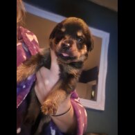 Rottweiler - Both
