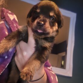 Rottweiler - Both