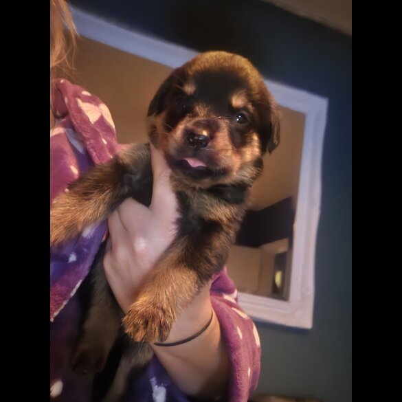 Rottweiler - Both