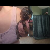 Rottweiler - Both