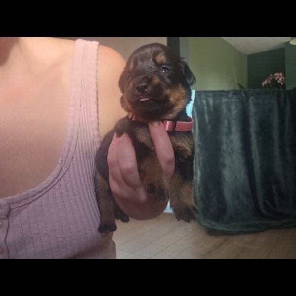 Rottweiler - Both