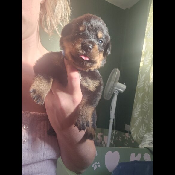 Rottweiler - Both