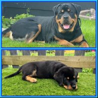 Rottweiler - Both
