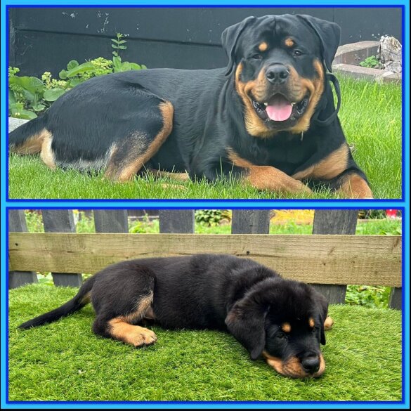 Rottweiler - Both
