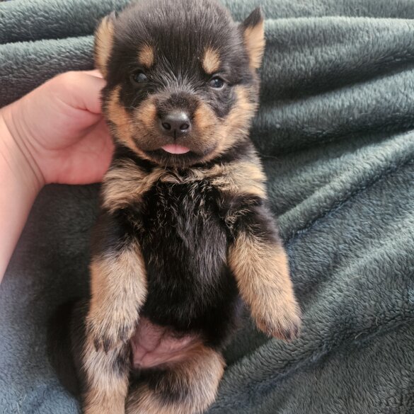 Rottweiler - Both