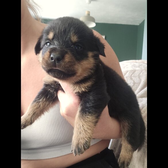 Rottweiler - Both