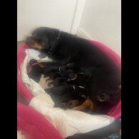Rottweiler - Both