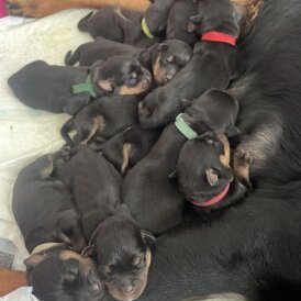 Rottweiler - Both