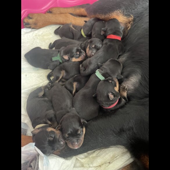 Rottweiler - Both