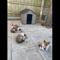 Rough Collie - Dogs