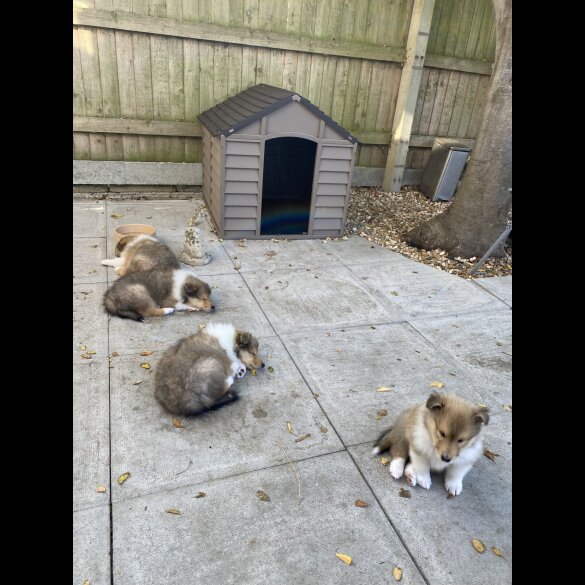 Rough Collie - Dogs