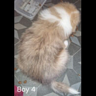 Rough Collie - Both