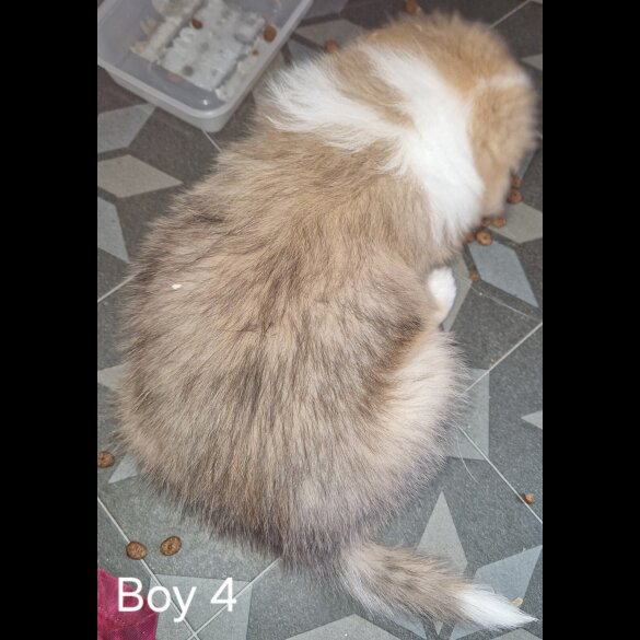 Rough Collie - Both