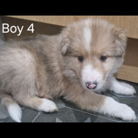 Rough Collie - Both