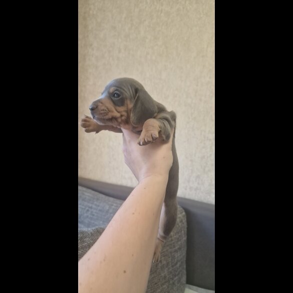 Dachshund (Standard &amp; Miniature) - Both