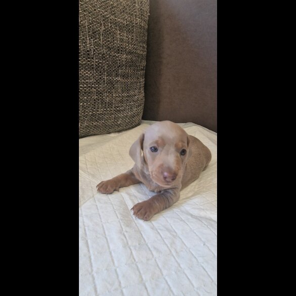 Dachshund (Standard &amp; Miniature) - Both