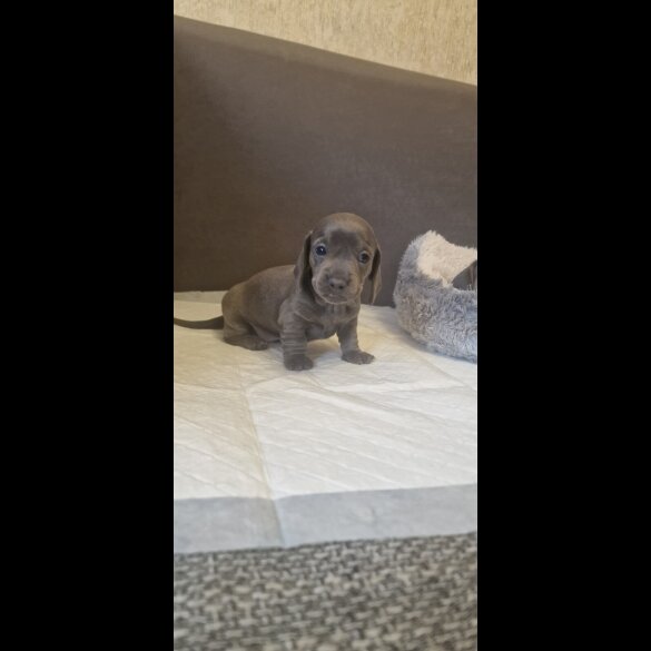 Dachshund (Standard &amp; Miniature) - Both