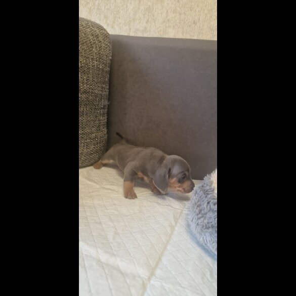 Dachshund (Standard &amp; Miniature) - Both