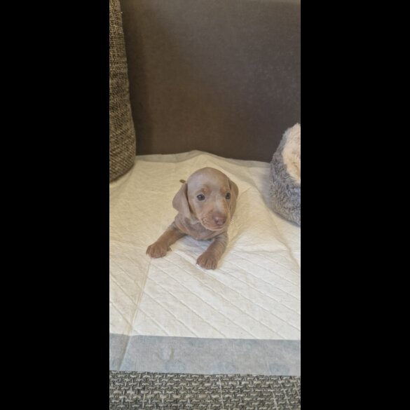 Dachshund (Standard &amp; Miniature) - Both