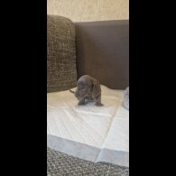 Dachshund (Standard &amp; Miniature) - Both