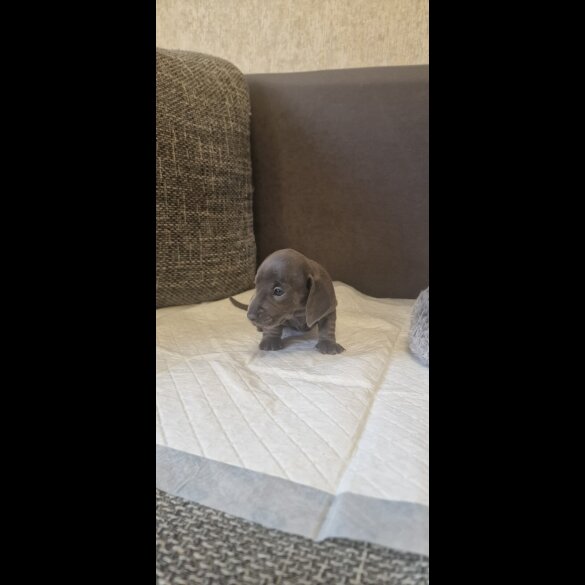 Dachshund (Standard &amp; Miniature) - Both