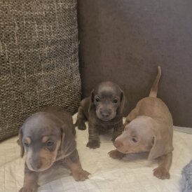 Dachshund (Standard &amp; Miniature) - Both