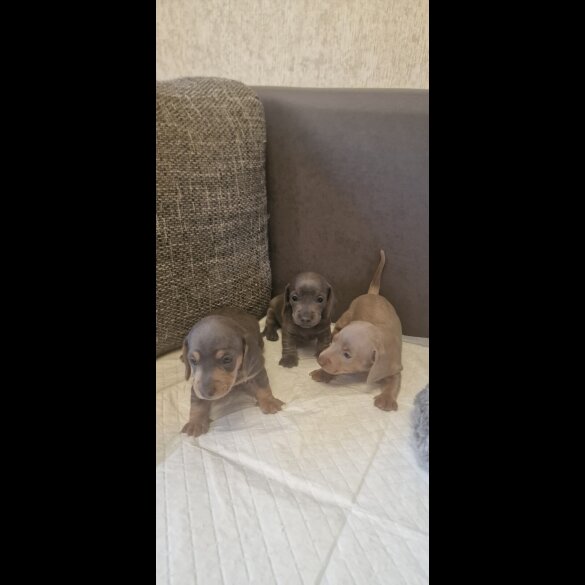 Dachshund (Standard &amp; Miniature) - Both