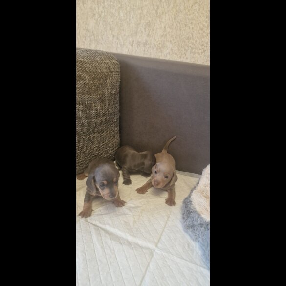 Dachshund (Standard &amp; Miniature) - Both