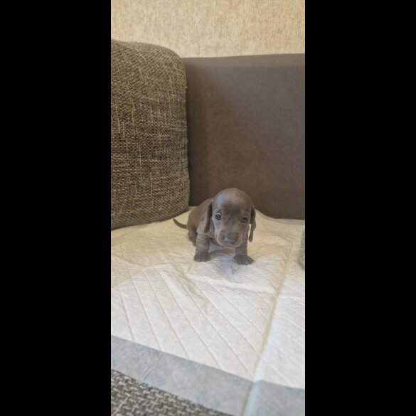 Dachshund (Standard &amp; Miniature) - Both