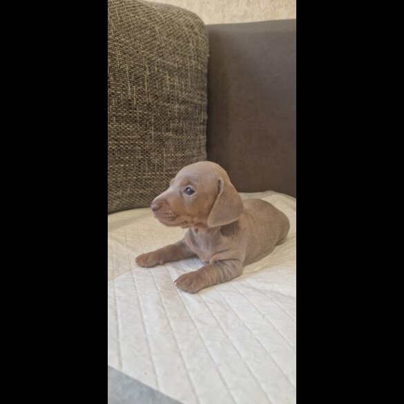 Dachshund (Standard &amp; Miniature) - Both
