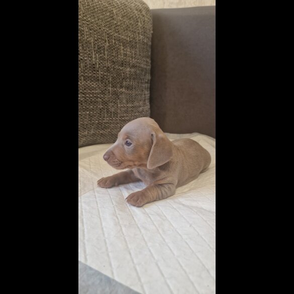 Dachshund (Standard &amp; Miniature) - Both