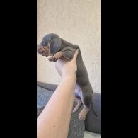 Dachshund (Standard &amp; Miniature) - Both