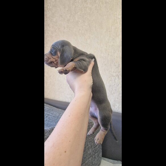 Dachshund (Standard &amp; Miniature) - Both