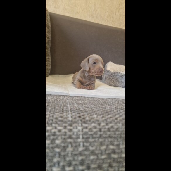 Dachshund (Standard &amp; Miniature) - Both