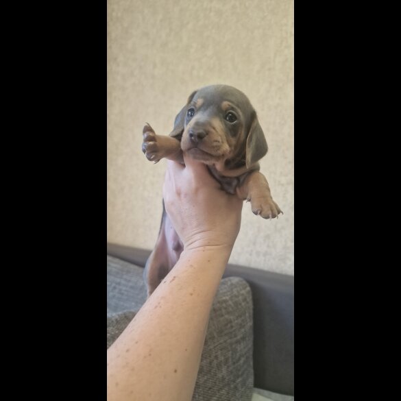 Dachshund (Standard &amp; Miniature) - Both