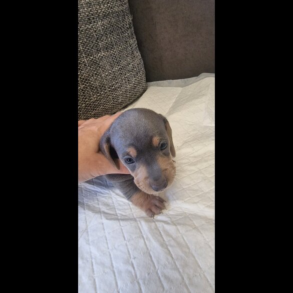 Dachshund (Standard &amp; Miniature) - Both