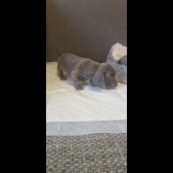 Dachshund (Standard &amp; Miniature) - Both
