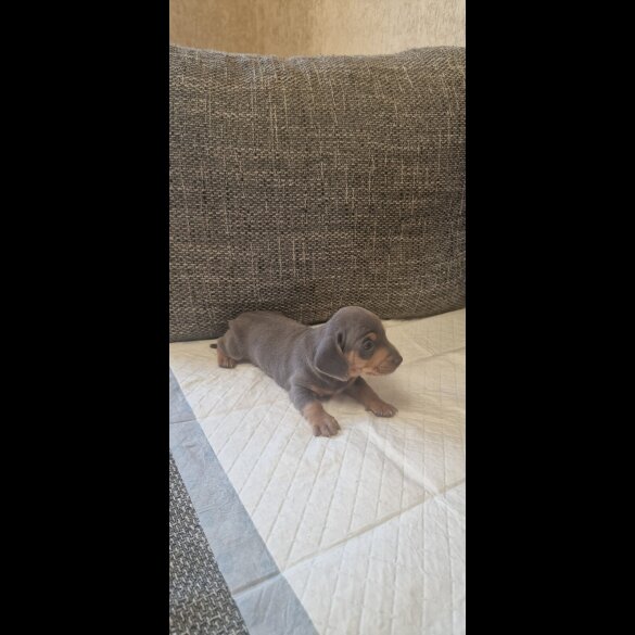 Dachshund (Standard &amp; Miniature) - Both