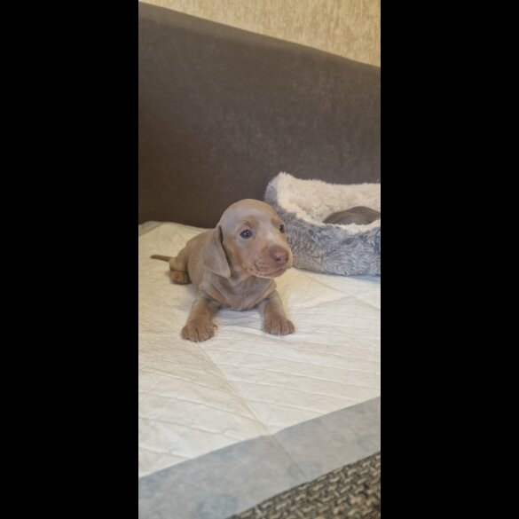 Dachshund (Standard &amp; Miniature) - Both