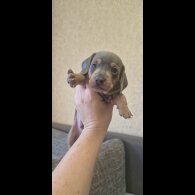 Dachshund (Standard &amp; Miniature) - Both