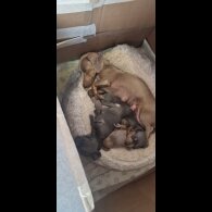 Dachshund (Standard &amp; Miniature) - Both