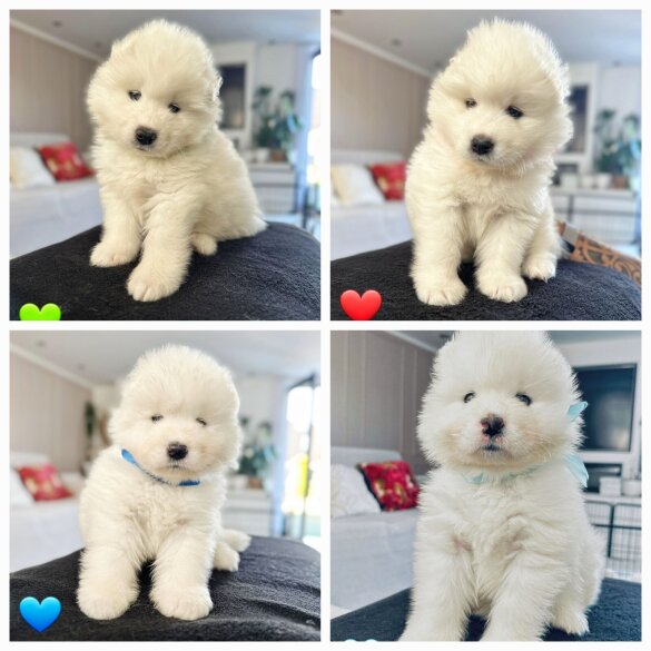 Samoyed - Both