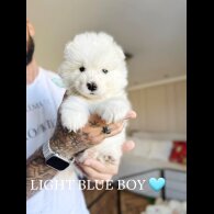 Samoyed - Both