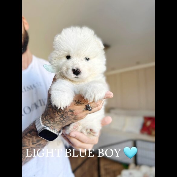 Samoyed - Both